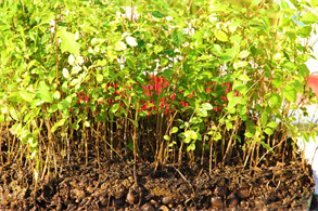 Miniature Bonsai Forest